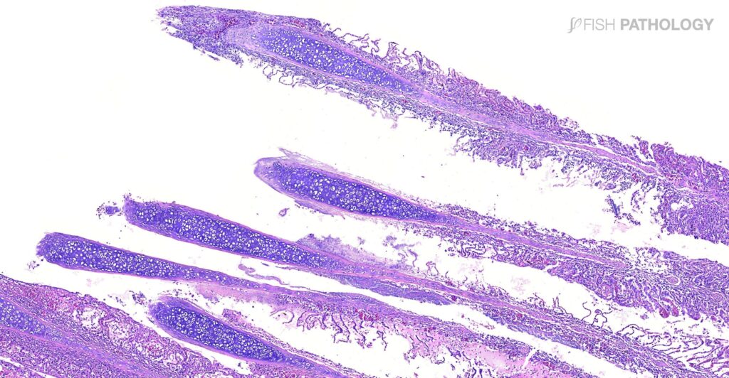 Figura 2. H&E. Gill.  S. salar. Abundantes bacilos filamentosos a lo largo del cartílago lamelar produciendo una necrosis lamelar extensa. 