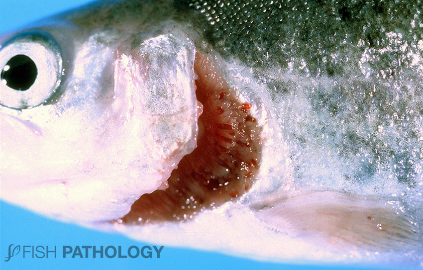 Short operculum - Gross Pathology - Fish Pathology