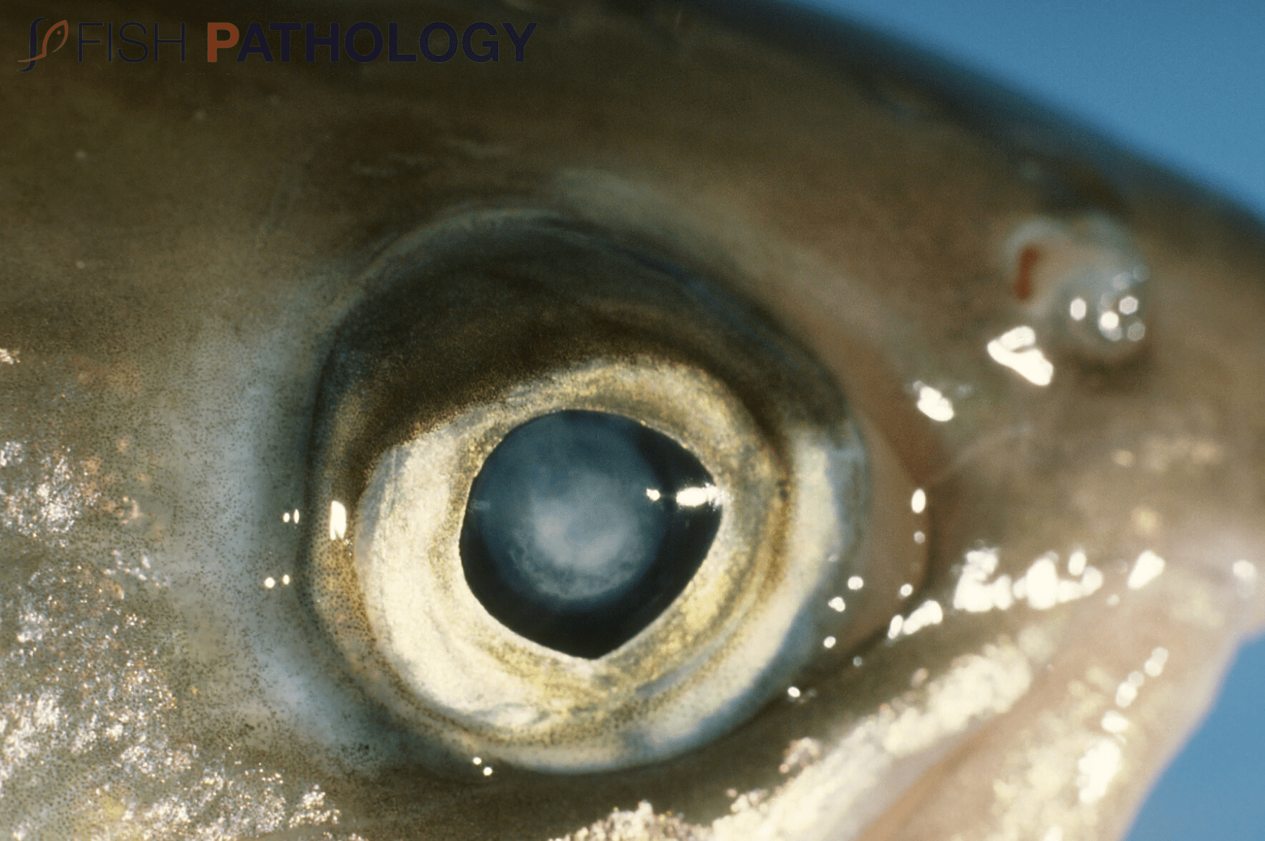 Cataracts in Fish – Gross Pathology and Histopathology - Fish
