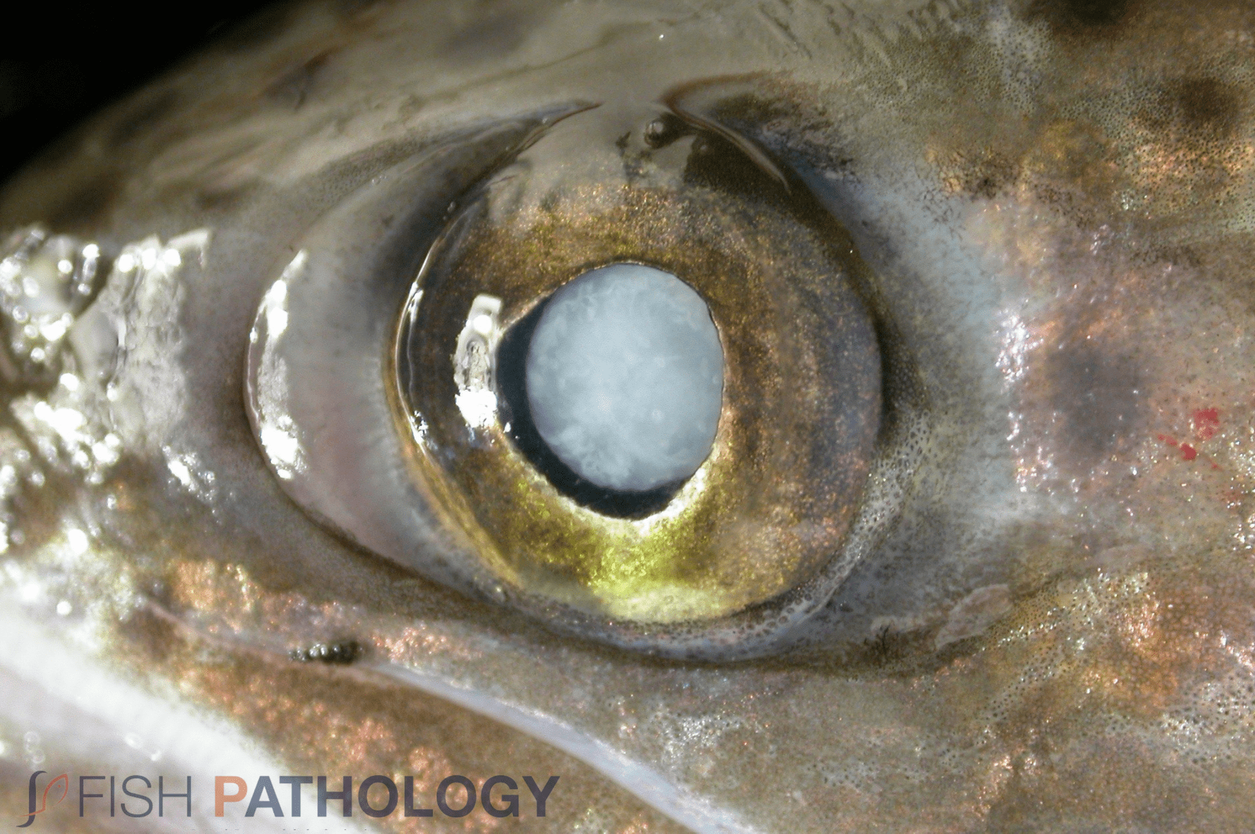 Cataracts in Fish – Gross Pathology and Histopathology - Fish Pathology